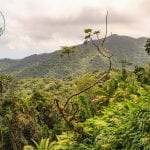 El Yunque National Forest - Yokahú Observation Tower - Puerto Rico
